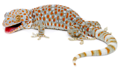geckotokay3